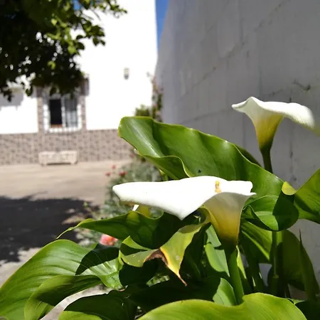 La Orquidea De * Cordoba