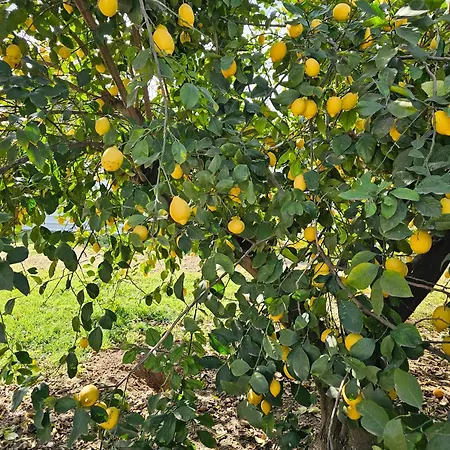 La Orquidea De * Kordoba